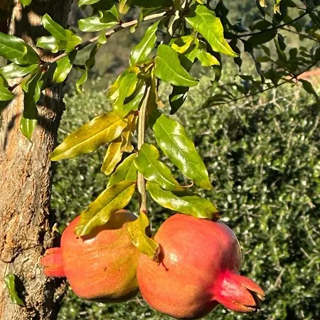 Tatil Evi Casa Vacanze La Fioca *