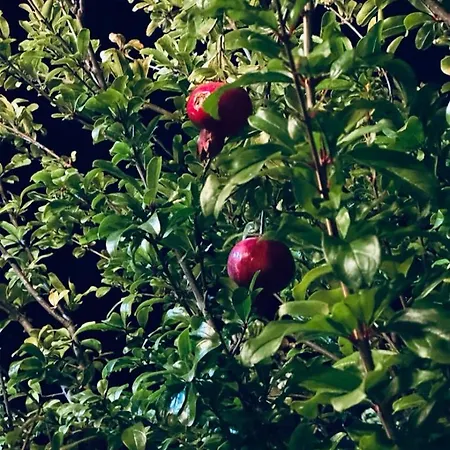 Casa Vacanze La Fioca Tatil Evi *